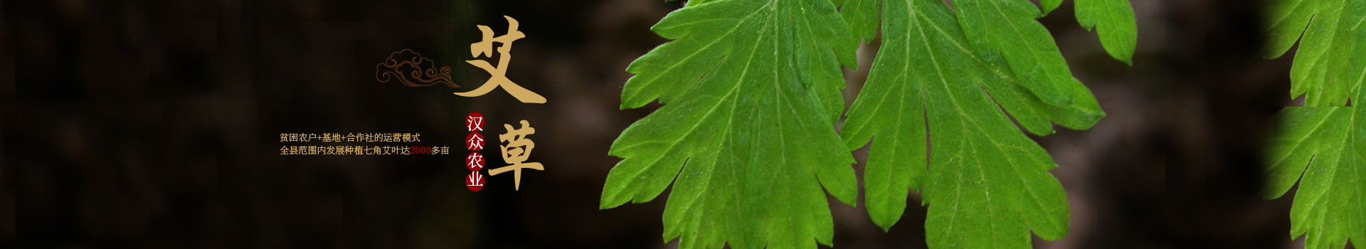 湖南漢眾農(nóng)業(yè)發(fā)展有限公司_懷化天然七角艾草植物種植|懷化艾制品制造銷售