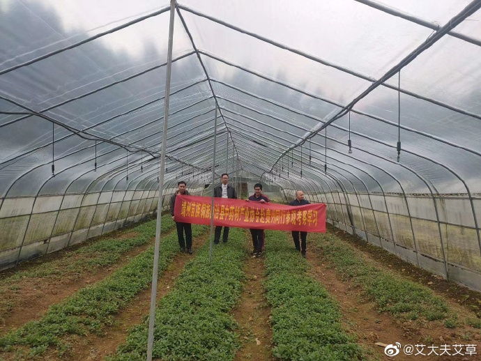 湖南漢眾農業發展有限公司,懷化天然七角艾草植物種植,懷化艾制品制造銷售