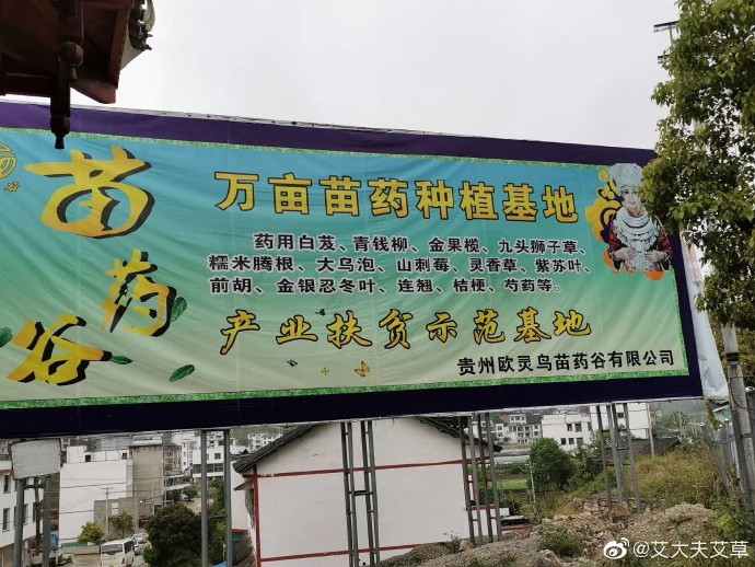 湖南漢眾農業發展有限公司,懷化天然七角艾草植物種植,懷化艾制品制造銷售