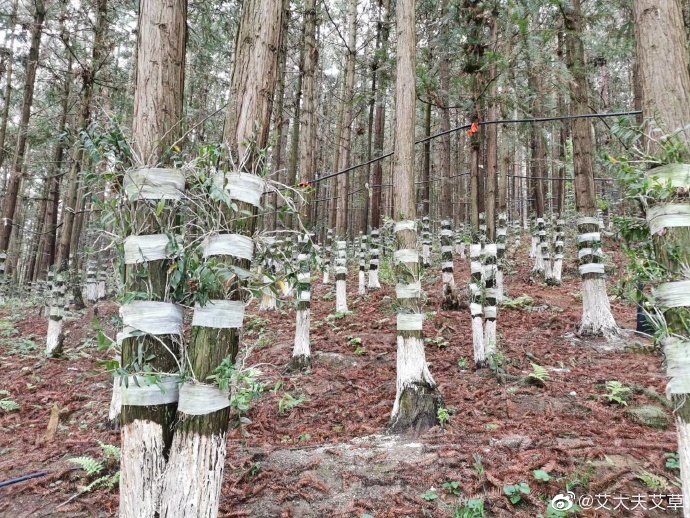 湖南漢眾農業發展有限公司,懷化天然七角艾草植物種植,懷化艾制品制造銷售